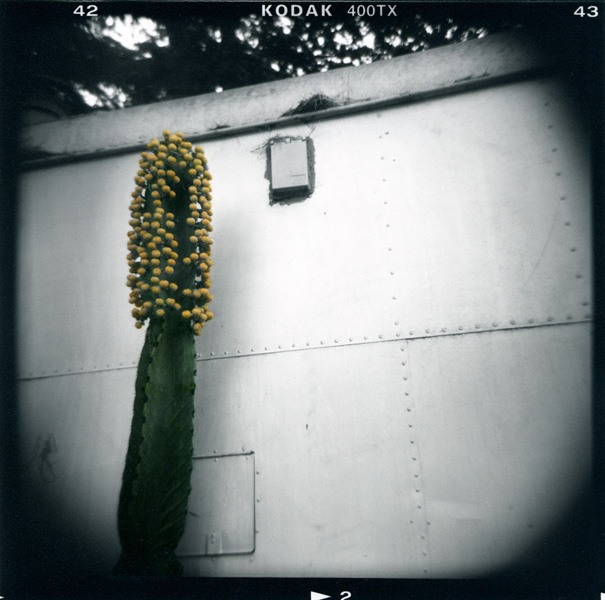billys_cactus.jpg